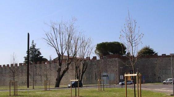 Cinque nuovi alberi piantati in largo San Zeno a Pisa