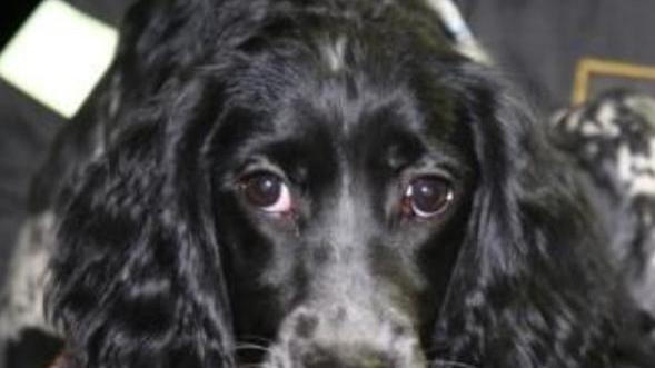 Cagnolino di quattro mesi rischia di annegare nel Po A salvarlo è un pescatore