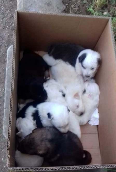 Dieci cuccioli abbandonati in uno scatolone 