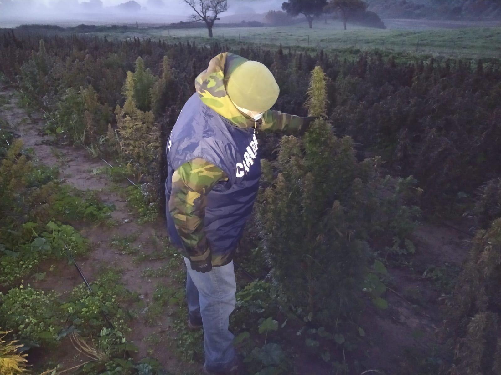 Coltivava cannabis nell'Iglesiente, arrestato a Oliena agricoltore 21enne