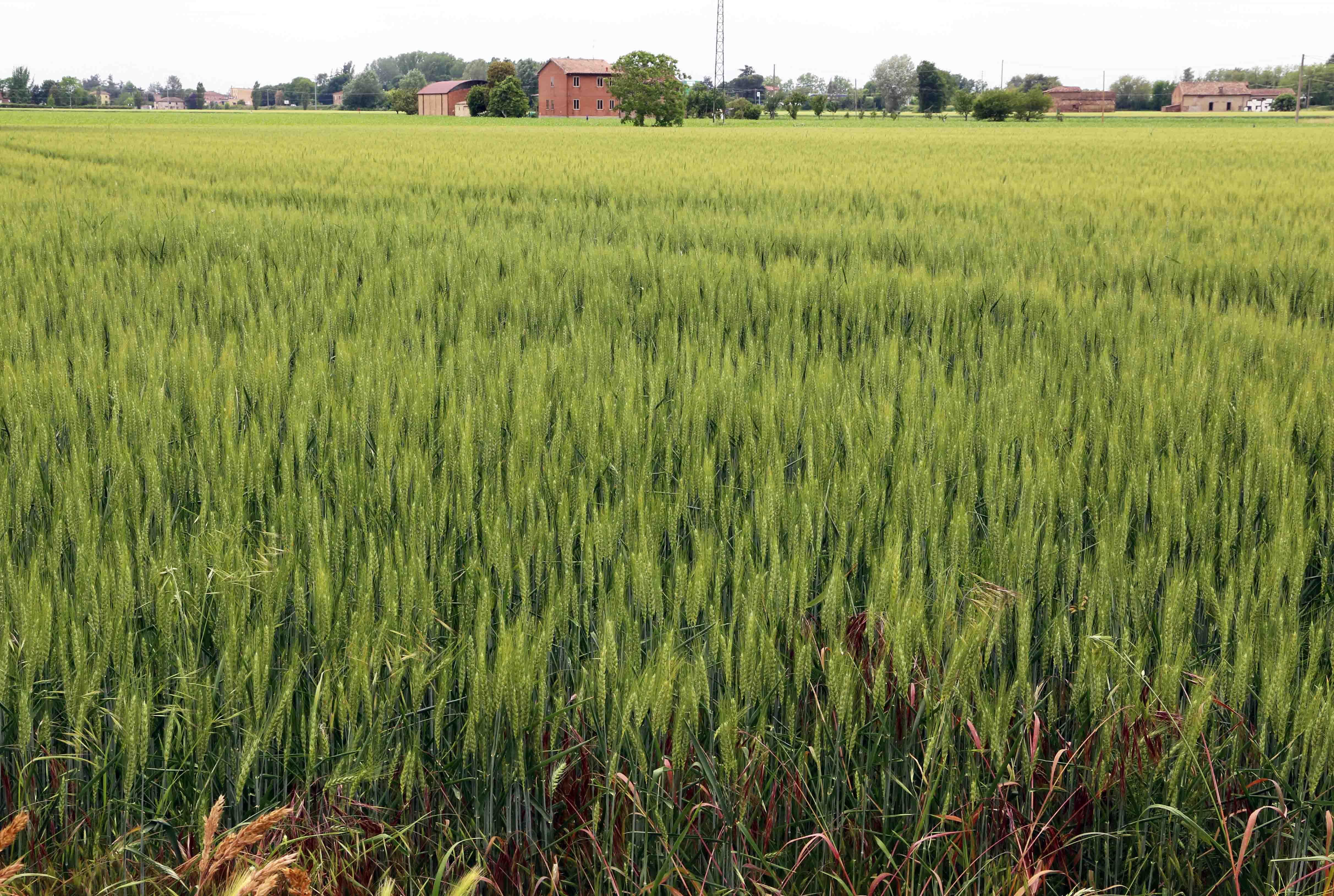 Dopo gli ambulanti protestano gli agricoltori: «Esclusi dai ristori»