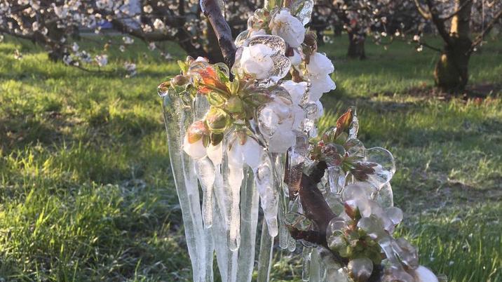 Vignola, il gelo si abbatte sulla fioritura dei ciliegi