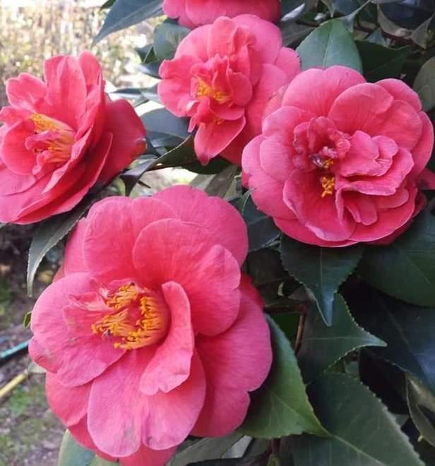 Nasce a Capannori la camelia dedicata a Elena di Montenegro 