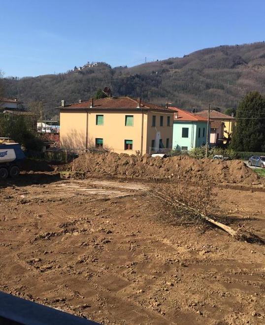 «Maestra, hanno ucciso la nostra quercia rossa» 