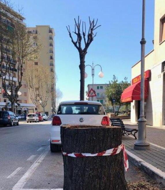 Potature dei tigli nelle vie del centro su 500 alberi