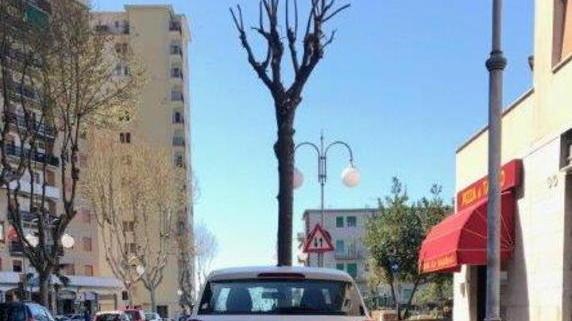 Potature dei tigli nelle vie del centro su 500 alberi