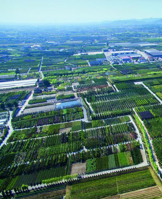 Export, i conti tornano Vivaismo in ripresa 