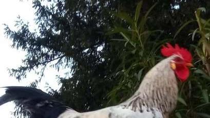 «Garibaldi non si tocca È un simbolo di Copparo» Tutti a difesa del gallo