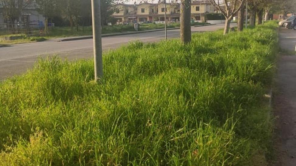 Scarsa manutenzione al verde pubblico Aumentano gli sfalci