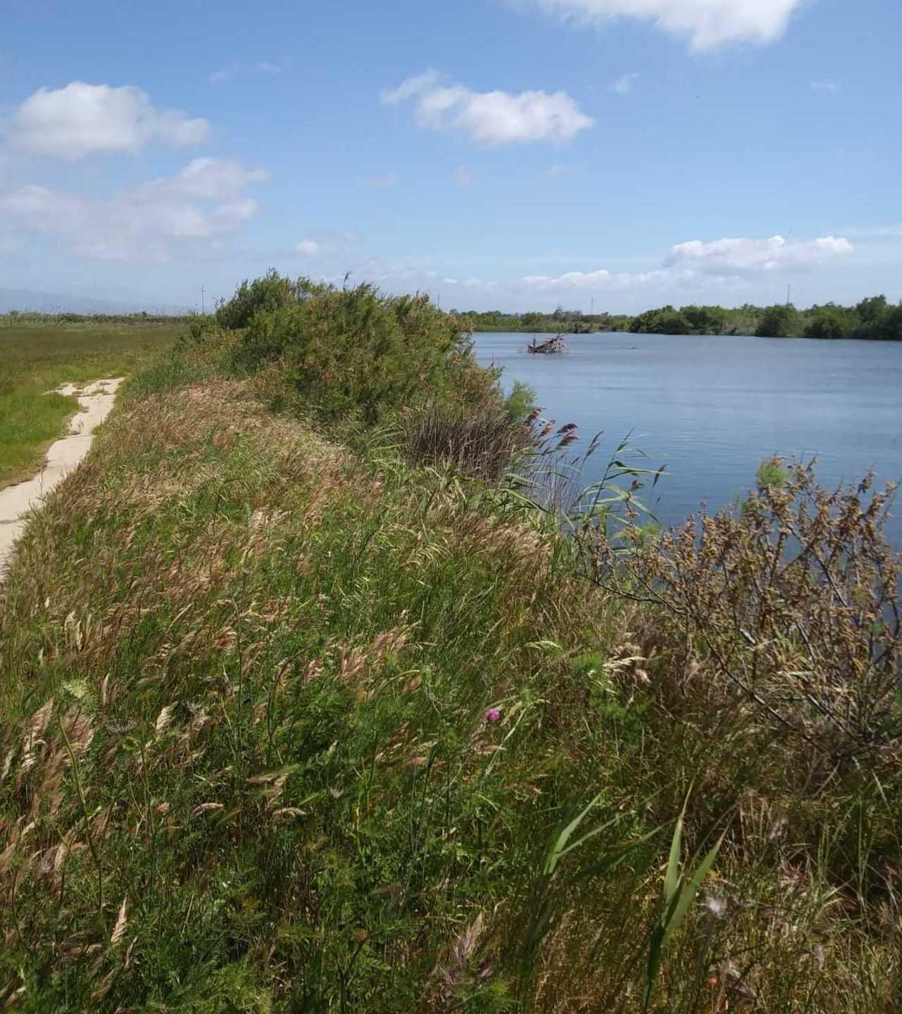 Progetto di parco fluviale alla foce del fiume Tirso 
