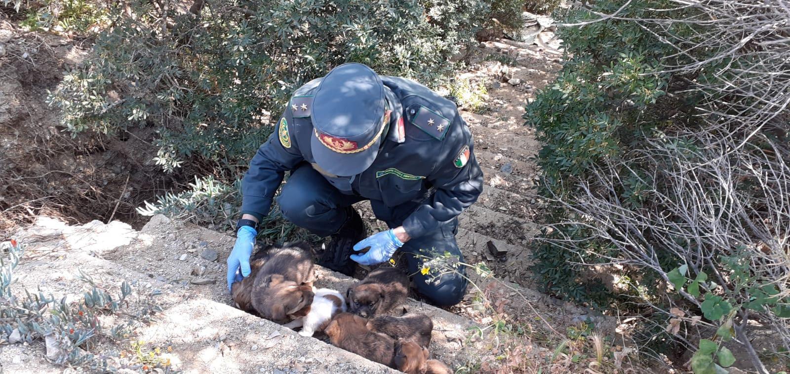 Sette cuccioli abbandonati a Torre delle Stelle, salvati dalle guardie zoofile di Fareambiente 
