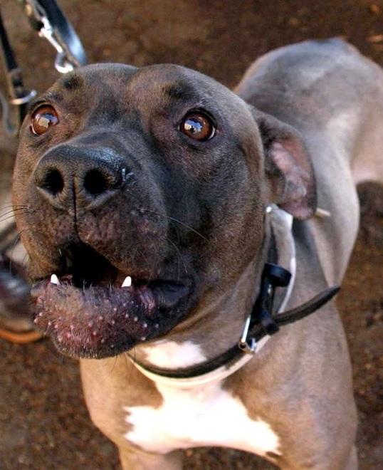 Operaio azzannato dal pitbull: «E’ del mio amico, era libero» 