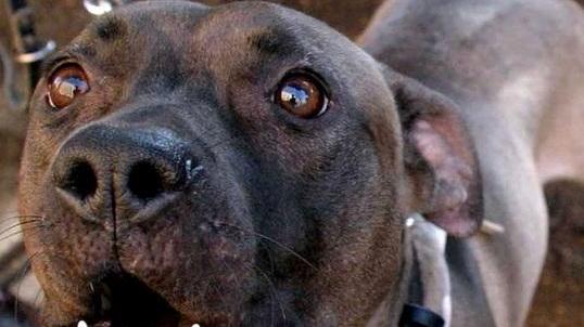 Operaio azzannato dal pitbull: «E’ del mio amico, era libero»