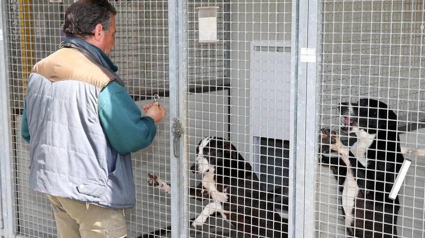 Una cascata di punti del supermercato per il canile Hermada