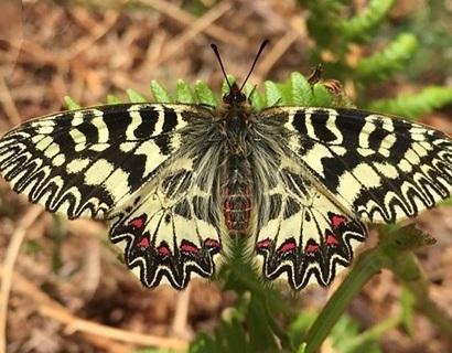 Uno studio scientifico su come proteggere le uova della Zerynthia 