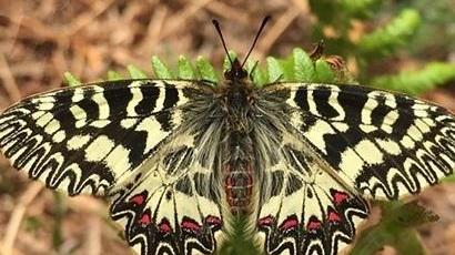 Uno studio scientifico su come proteggere le uova della Zerynthia