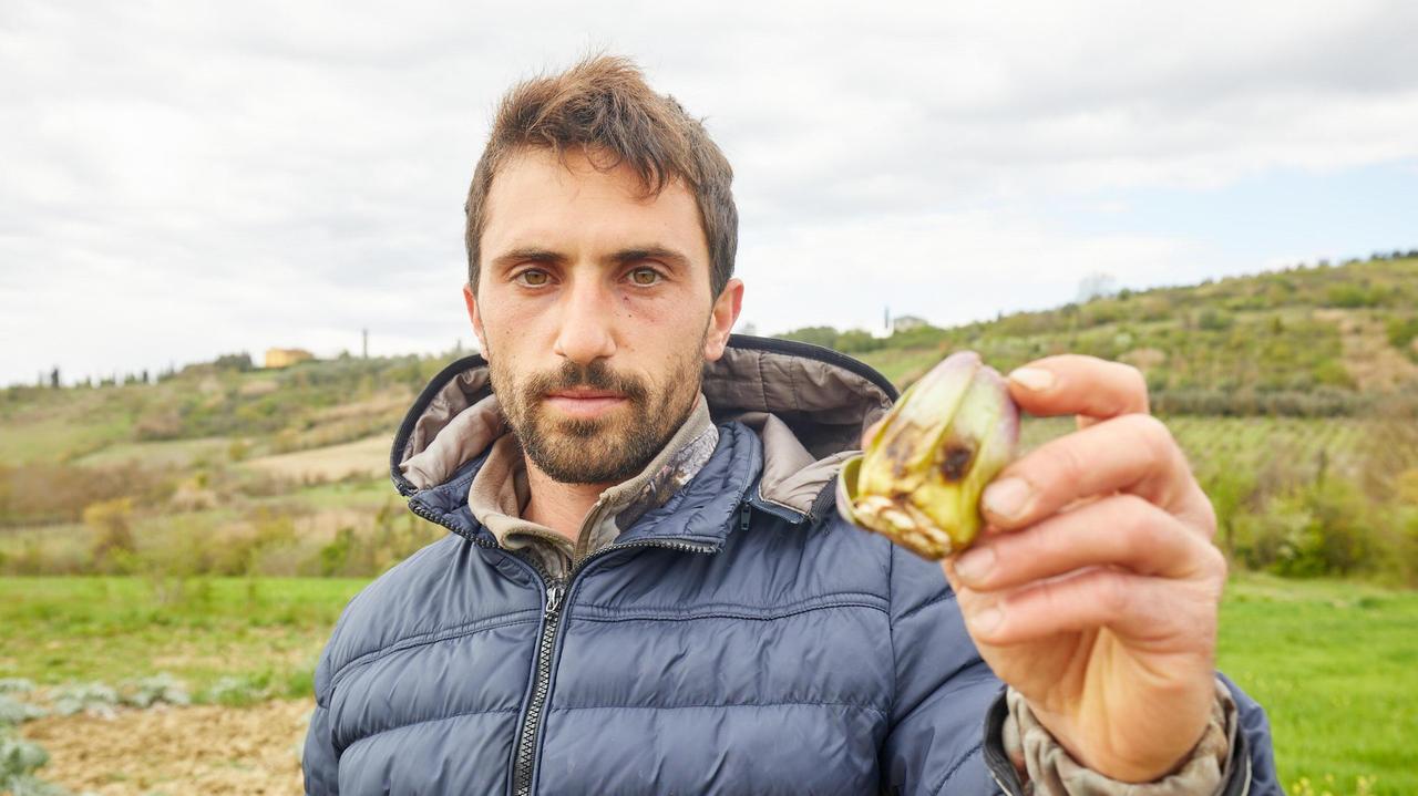 Daniele Ciafardini, giovane agricoltore empolese titolare dell’azienda agricola “La Vacchereccia” che ha sede nella frazione di Monterappoli (foto Carlo Sestini)