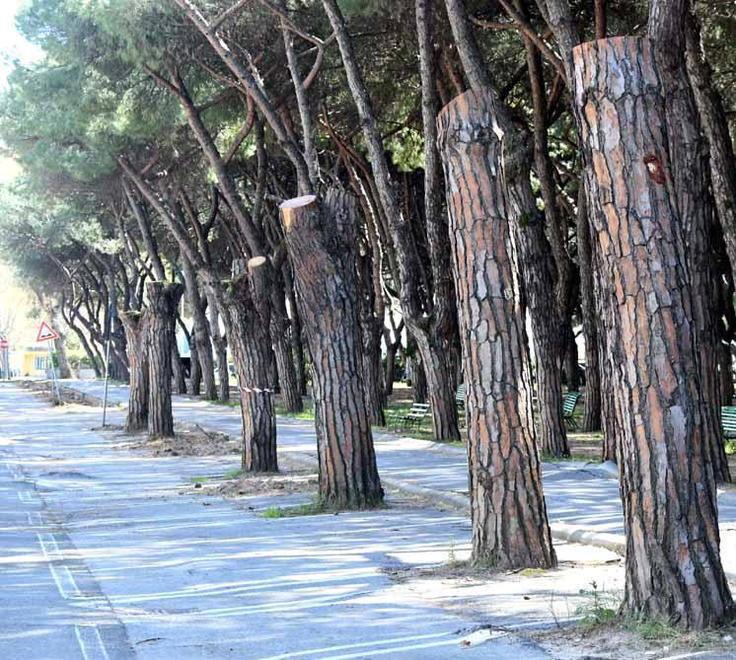 Sculture sui pini mozzati di Marina parte il bando, Canesi: «Una follia» 