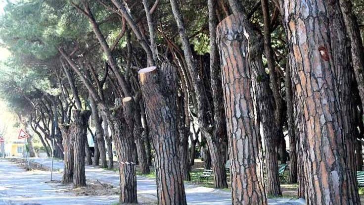 Sculture sui pini mozzati di Marina parte il bando, Canesi: «Una follia»