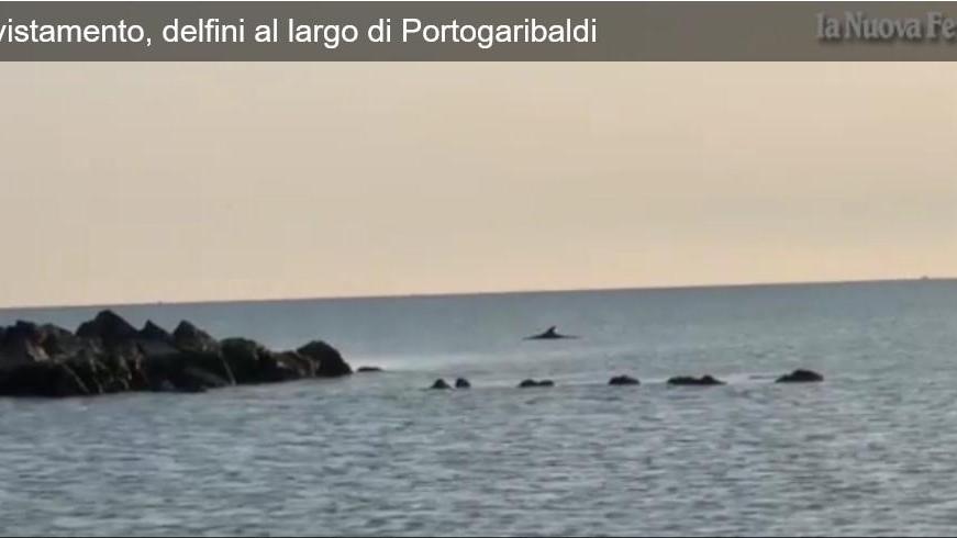 Sono tornati i delfini nelle acque dei Lidi