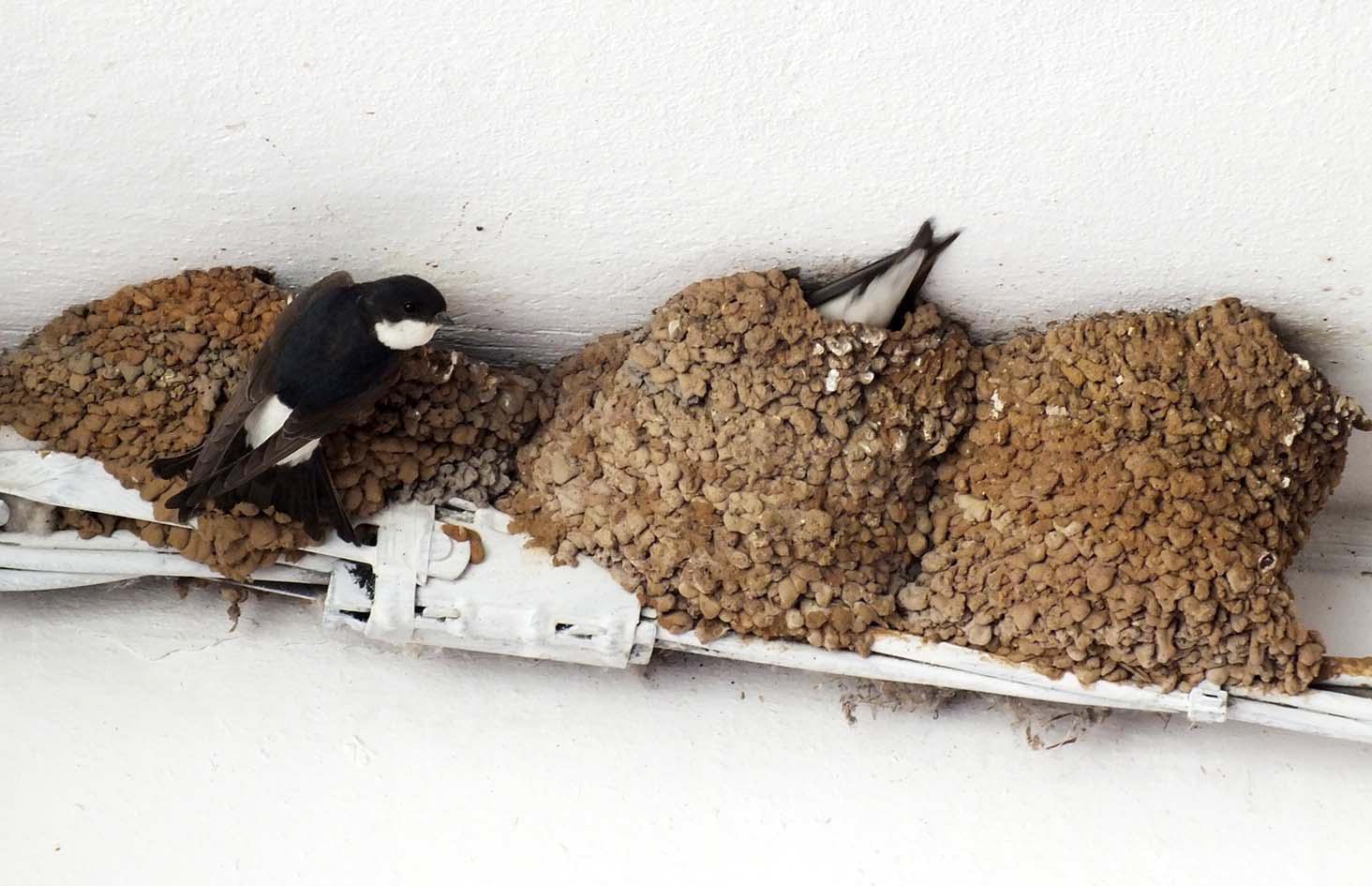 Balestrucci nei nidi di Populonia stazione (foto Paolo Barlettani)