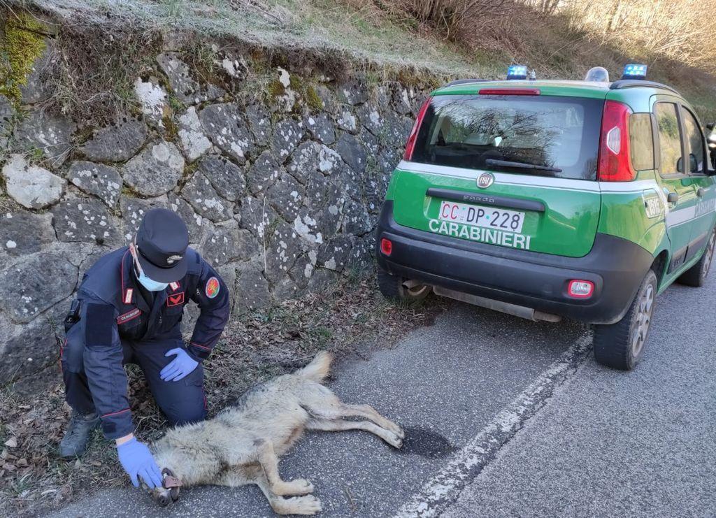 Un carabiniere forestale accanto ad un lupo morto