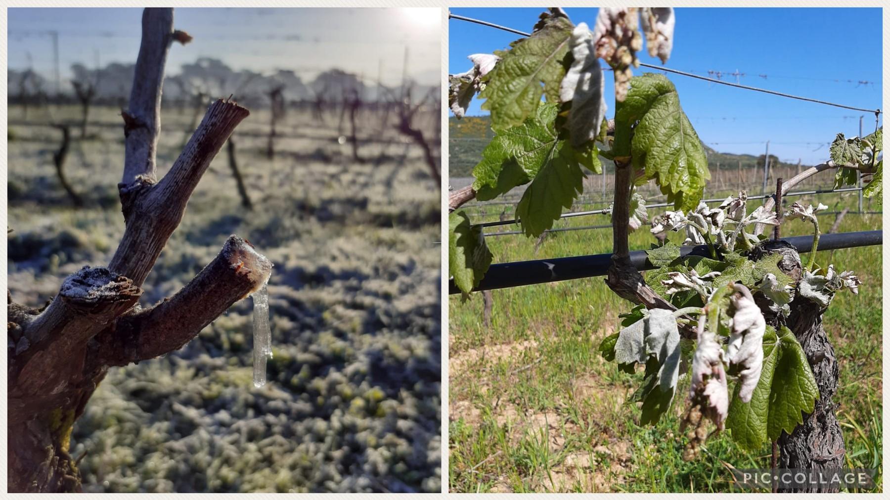 La gelata notturna danneggia i vigneti galluresi: chiesto lo stato di calamità naturale 