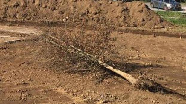 I bimbi a Fornoli riavranno la loro quercia