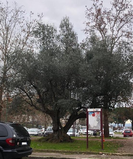 «Non fate morire questo olivo»