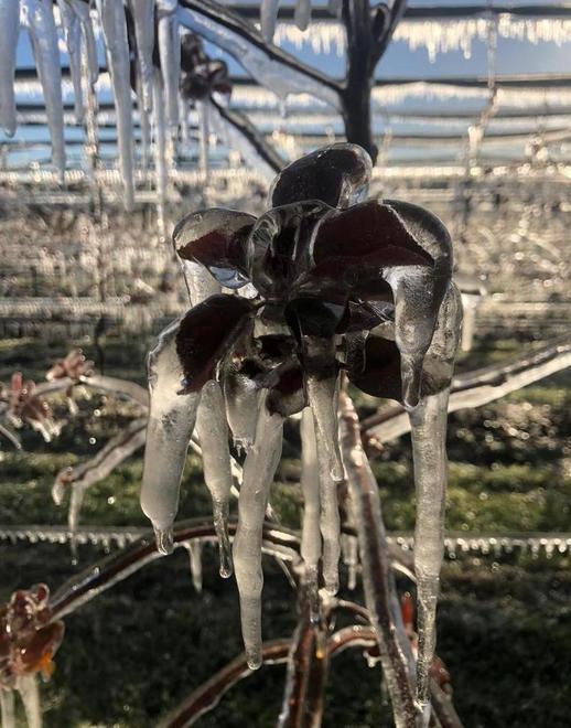 Danni ingentissimi Frutta e orticole raccolti compromessi