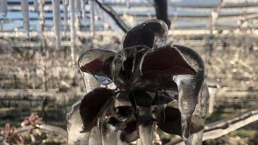 Danni ingentissimi Frutta e orticole raccolti compromessi