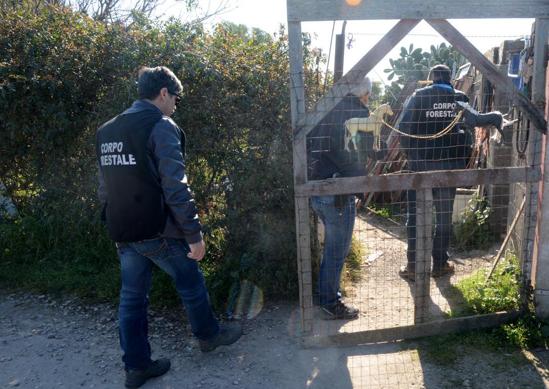 Scuderie non autorizzate, condanne 