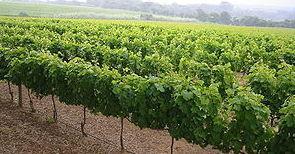 La vernaccia, una Doc di 50 anni