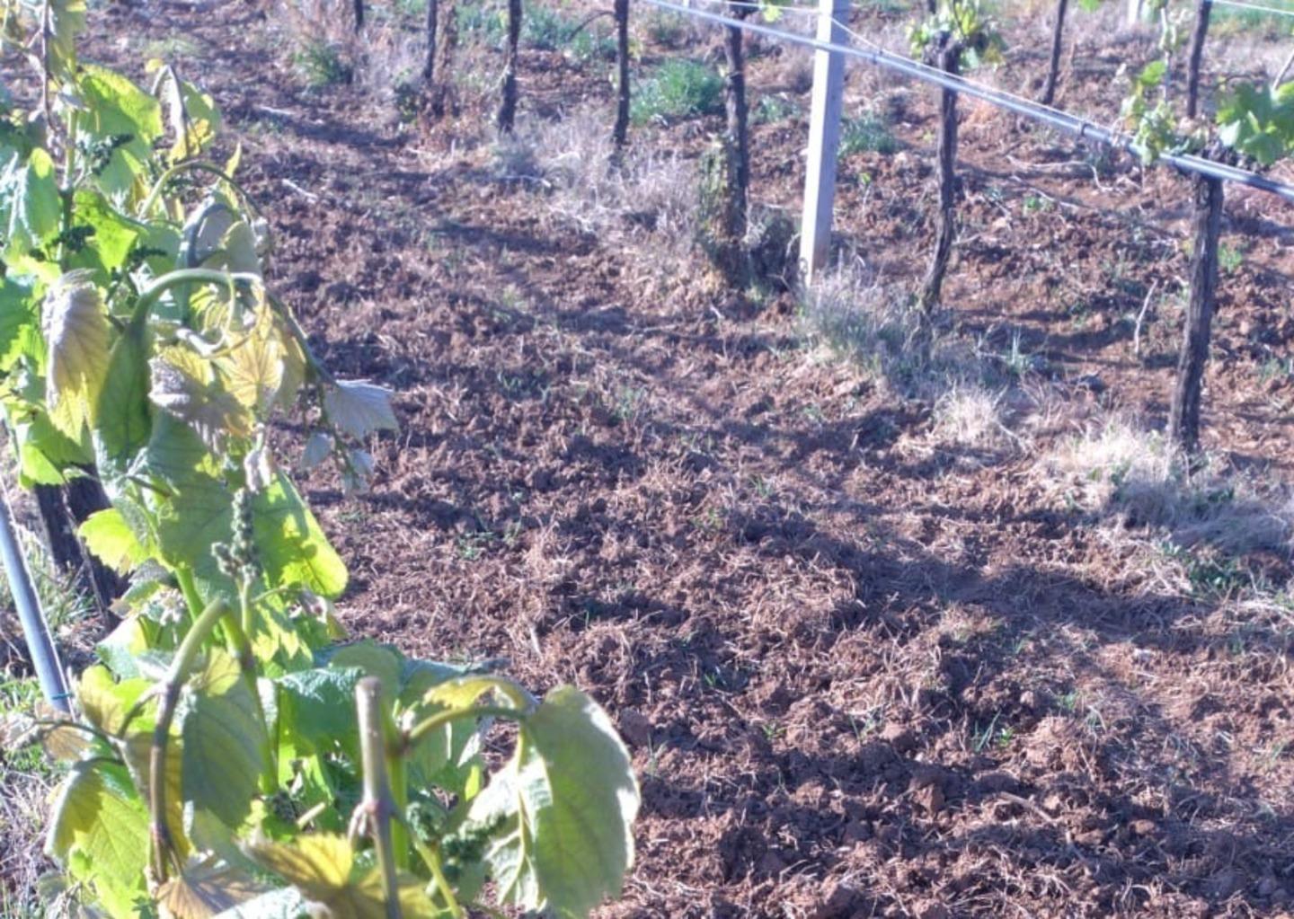 Una gelata fa strage di vigneti e frutteti 