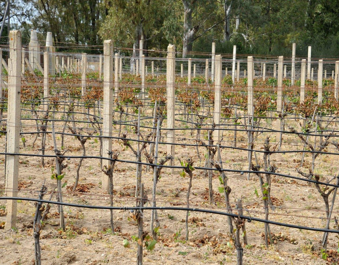 Gelate primaverili nei campi a rischio frutta e ortaggi