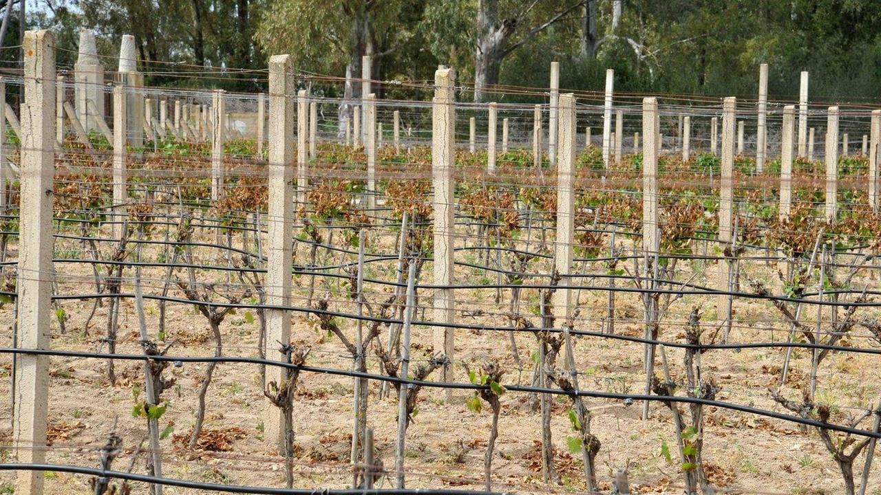 Gelate primaverili nei campi a rischio frutta e ortaggi