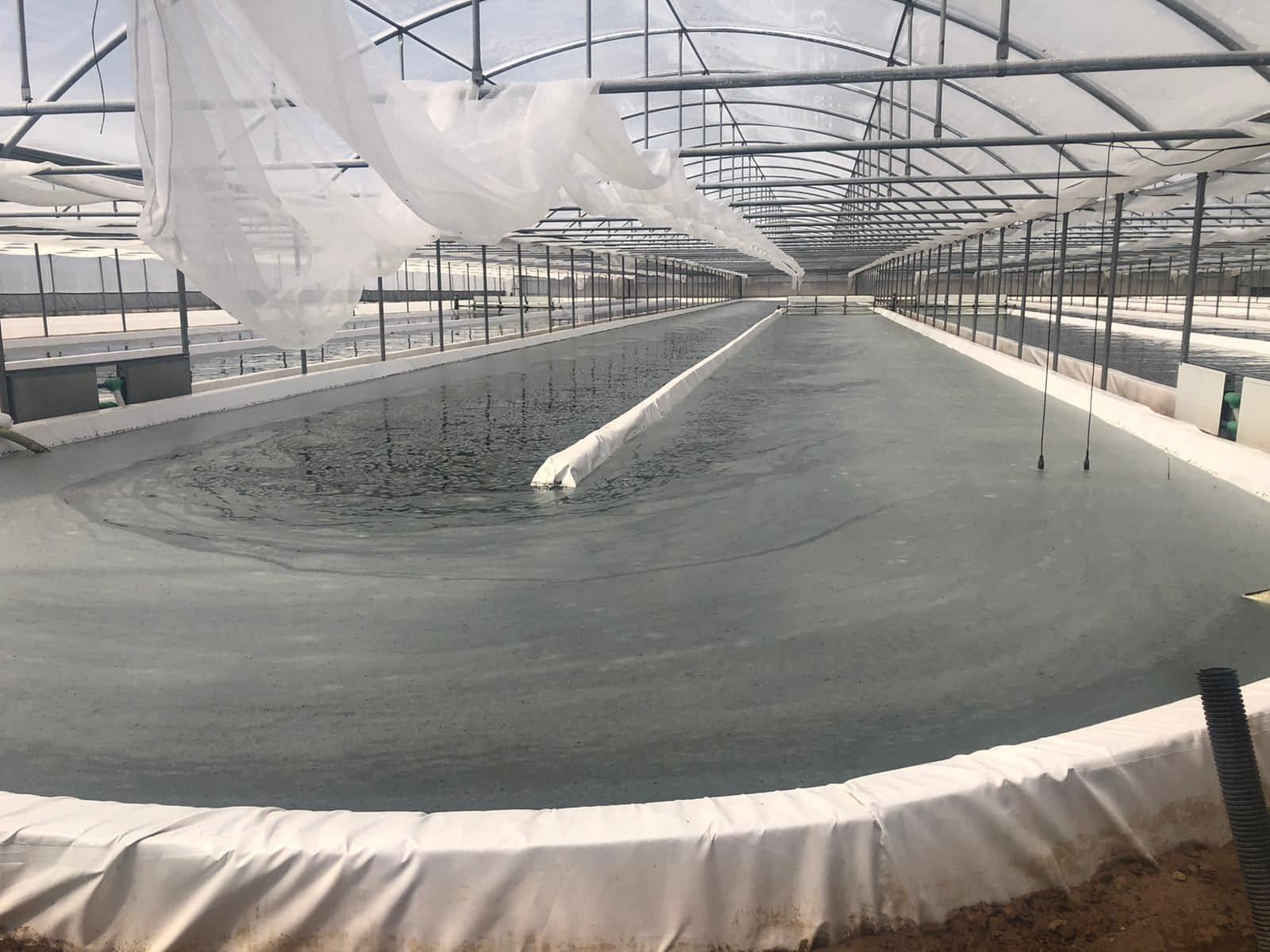 La coltivazione dell'alga spirulina di Arborea all'Expo di Dubai