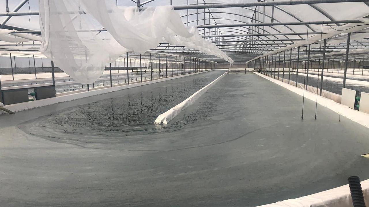 La coltivazione dell'alga spirulina di Arborea all'Expo di Dubai