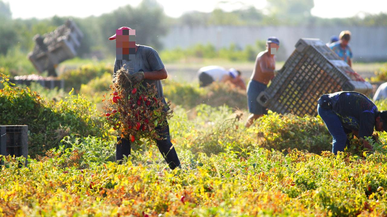 Al lavoro nei campi per un euro l'ora, due denunce a Lucca