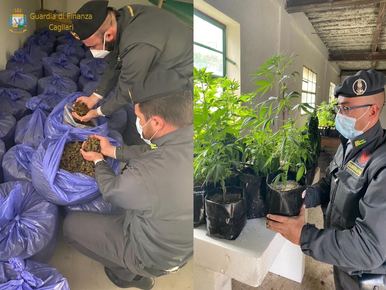 Blitz dei finanzieri in un'azienda agricola: sequestrati oltre 200 chili di fiori e 200 piante di cannabis sativa