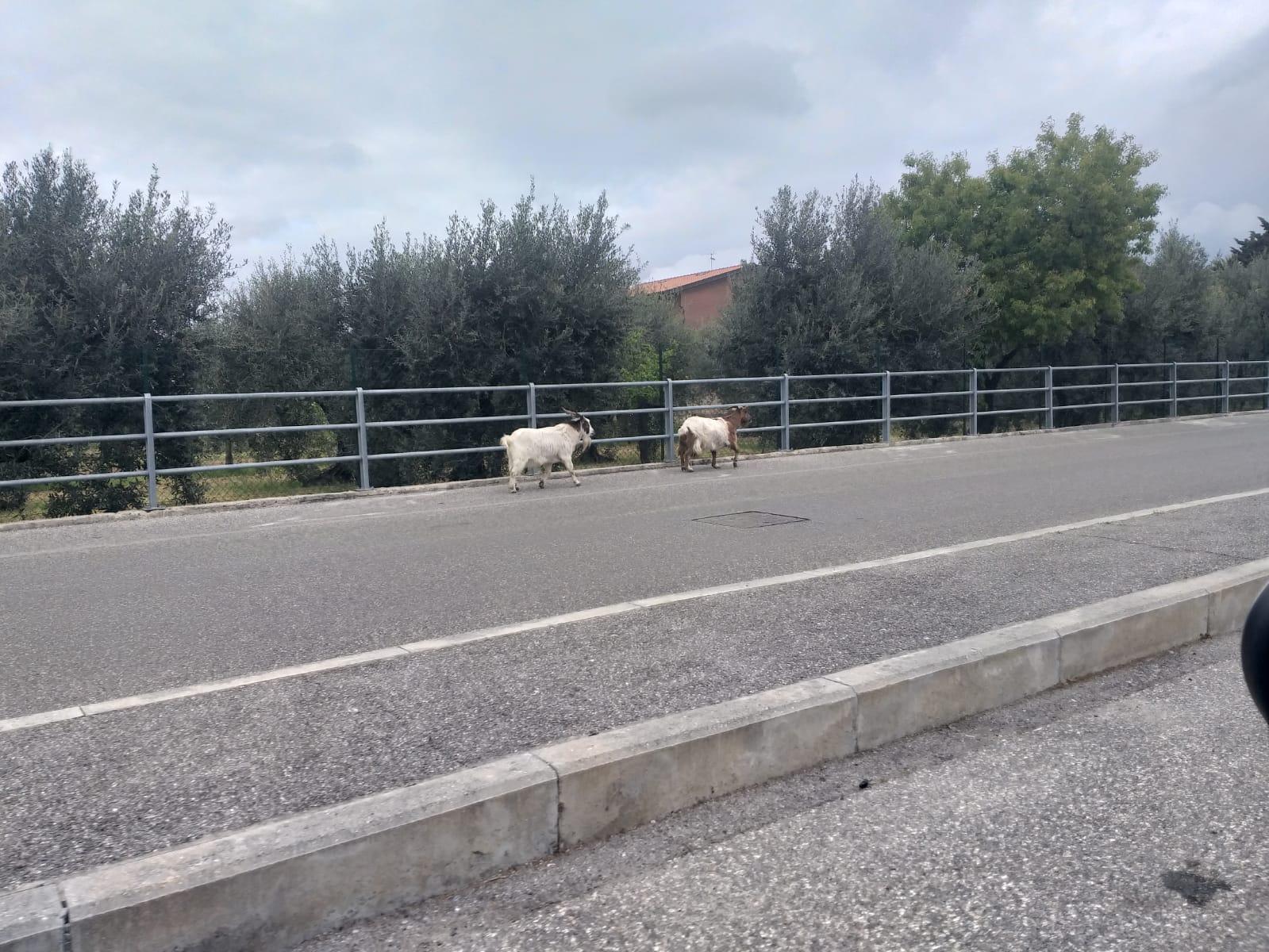 I caproni in via Razzaguta