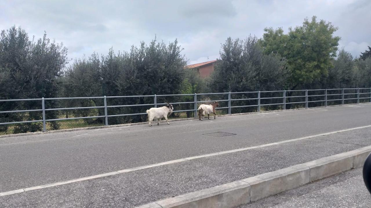 I caproni in via Razzaguta