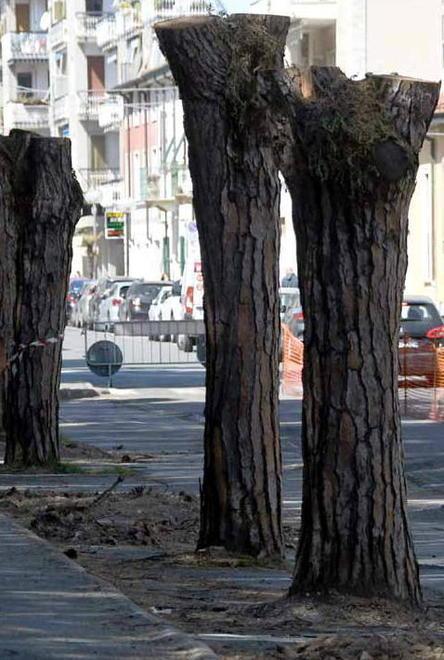 Il “simposio” dei tronchi di pino nel forum delle città Unesco