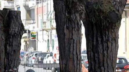 Il “simposio” dei tronchi di pino nel forum delle città Unesco