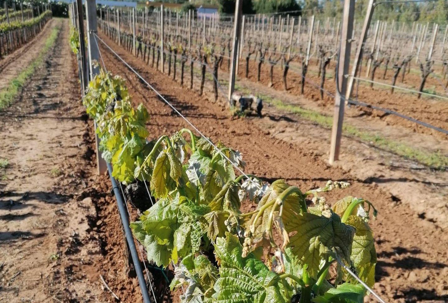 Chiesto lo stato di calamità naturale 