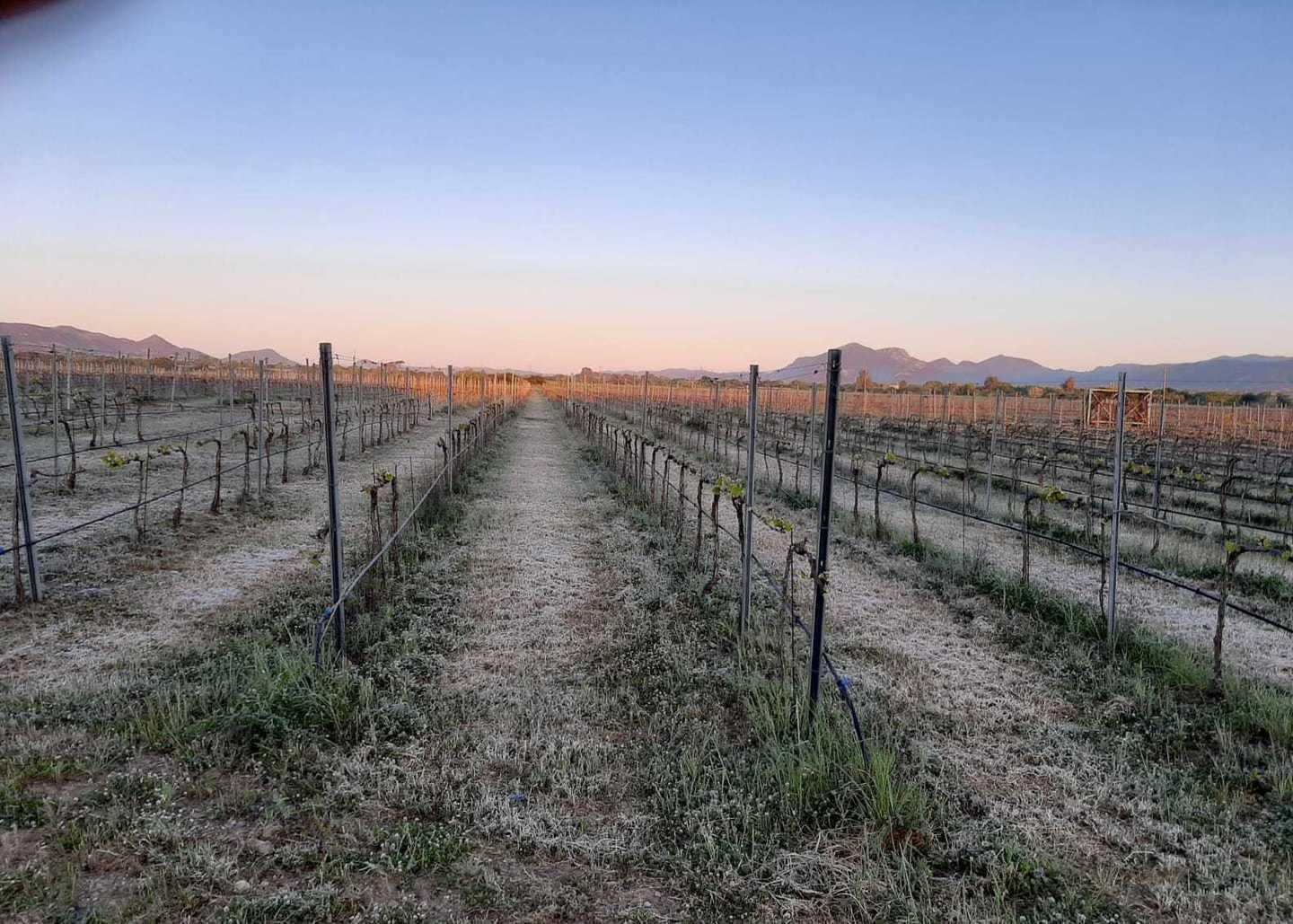 Gelate improvvise, agricoltura in crisi 