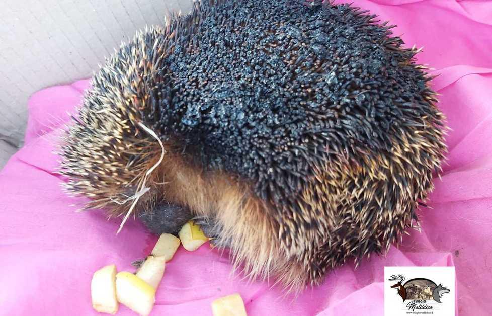 Il riccio ustionato ma ancora vivo