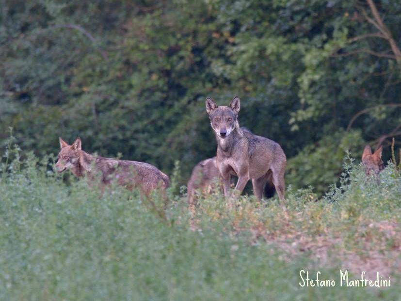 Esemplari di lupo fotografati nel nostro Appennino (scatto di Stefano Manfredini)