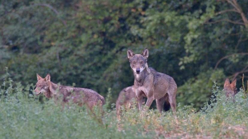 Esemplari di lupo fotografati nel nostro Appennino (scatto di Stefano Manfredini)