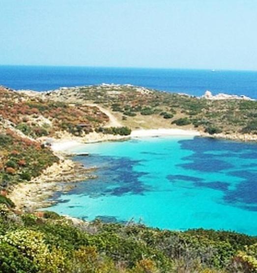 La storia della tartaruga Teresina in diretta sui social del Ministero 